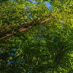 Ariel Trees